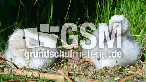 Höckerschwanküken (2).jpg